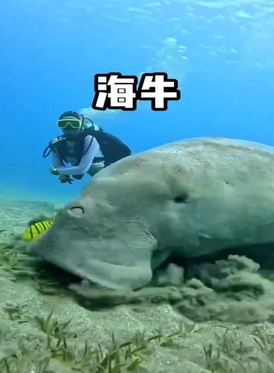 直挂死角！梅萨乌迪任意球直接破门，海牛4-1泰山